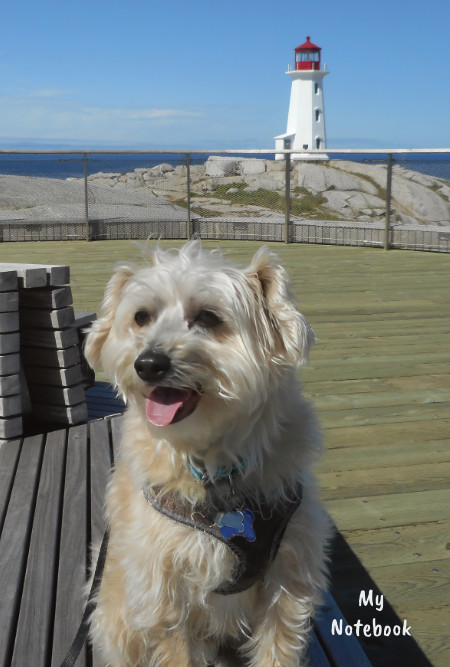 Mozzie at Peggy's Cove