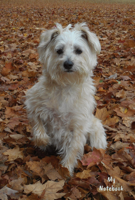 Mozzie in autumn leaves
