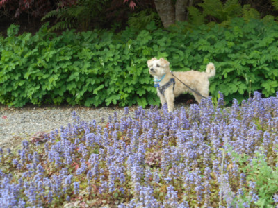 dog at Kingsbrae Garden