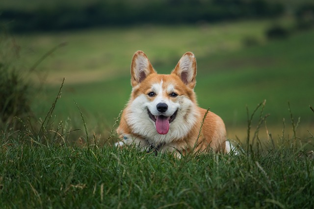 dog in the grass