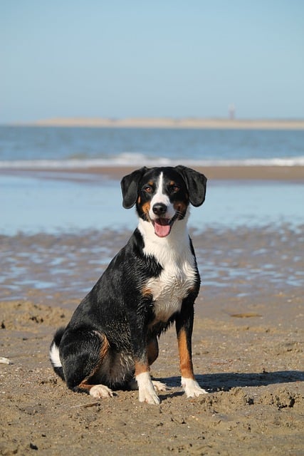 dog at the beach