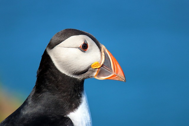 atlantic puffin