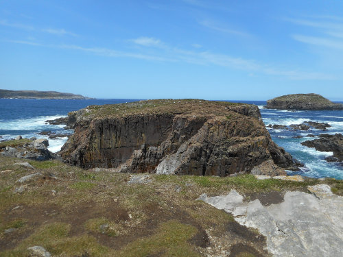 Puffins in Elliston, NF