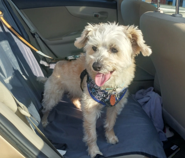 Mozzie in the car ready to take a road trip to Grand Falls, NB