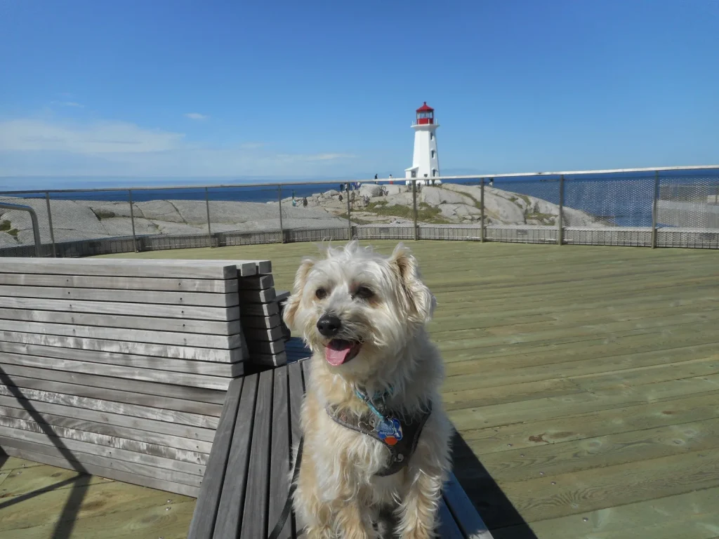 Mozzie Visits Peggy's Cove Nova Scotia