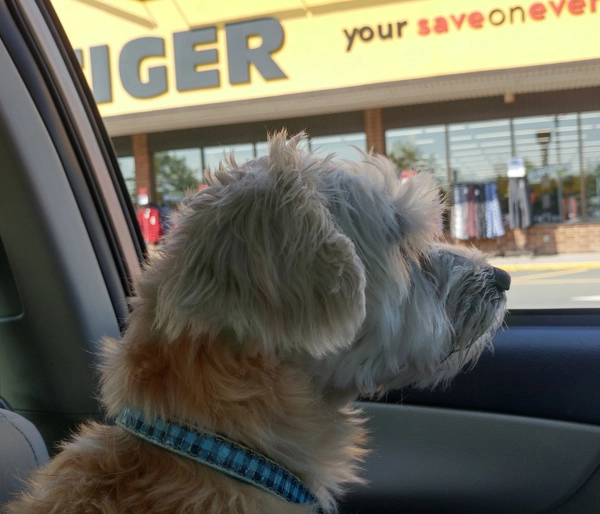 Dog looking at Giant Tiger store in Grand Falls from car