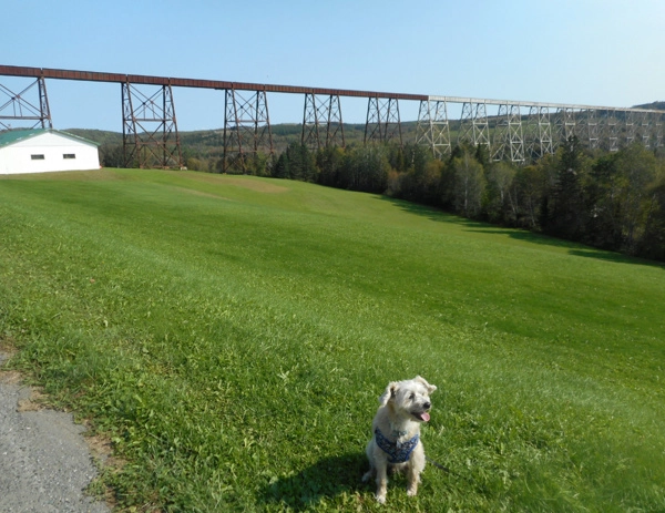 Dog posing in front of the Salmon River Train Trestle near Drummond NB