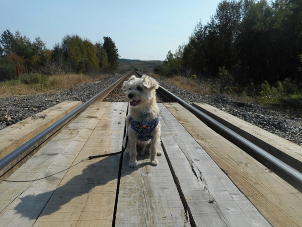 Dog sitting on tracks near train trestle
