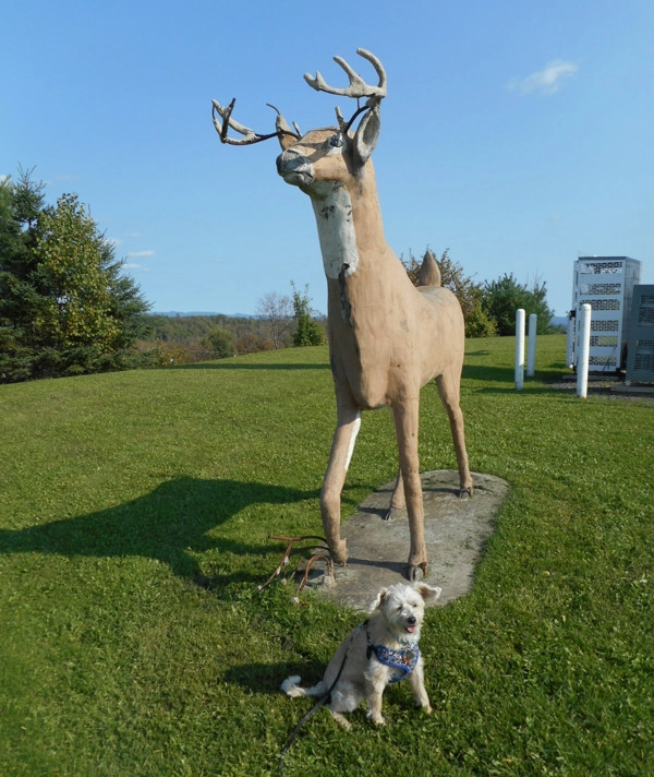 Dog posing by deer sculpture at Irving in Plaster Rock