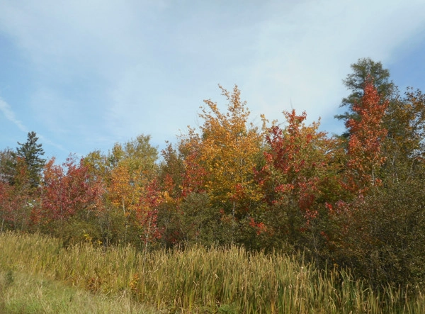 New Brunswick trees in early fall colors