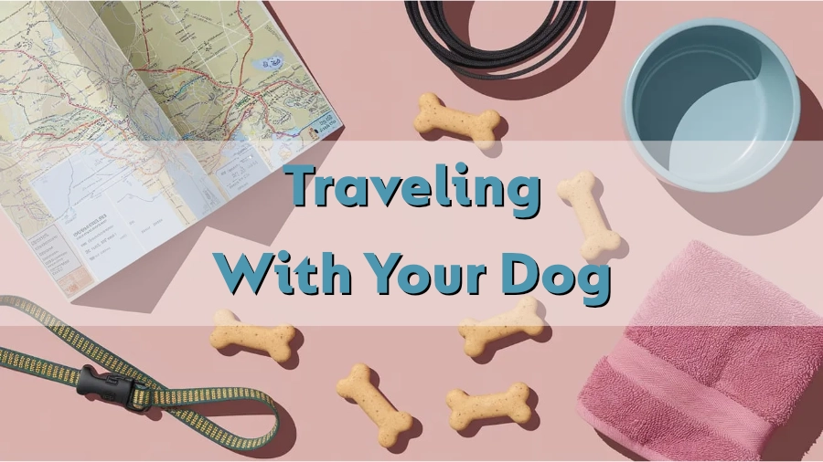Traveling With Your Dog